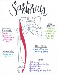 a diagram of the bones and their functions in sagitus, including the tibia