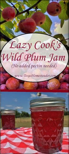 Easy Wild Plum Jelly Recipe Uses No Pectin. ~ Texas Homesteader ~ How To Make Wild Plum Jelly, Wild Plum Jelly Recipe Easy, Wild Plum Jam, Wild Plum Jam Recipe Homemade, Sandhill Plum Jelly Recipe, Red Plum Jelly Recipe