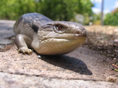 a close up of a lizard on the ground