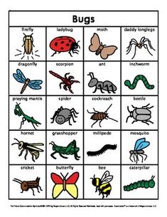 bugs and insects worksheet for kids to learn with pictures on the insect board