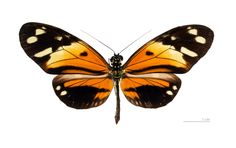 an orange and black butterfly on a white background