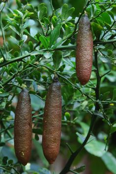 some very pretty looking fruit hanging from a tree