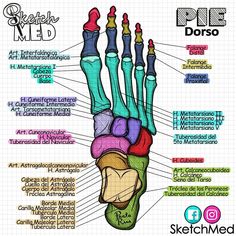 a diagram of the human hand and wrist bones, labeled in different colors on a sheet of paper