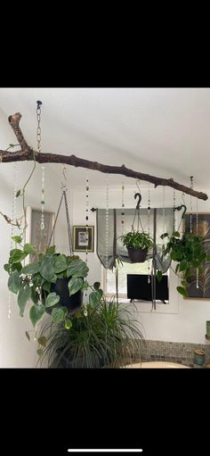 some plants hanging from a branch in a room