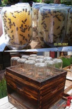 the jars are filled with honeybees and bees