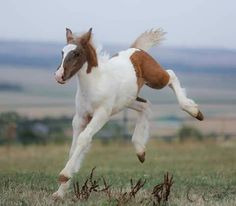 a brown and white horse is jumping in the air with its front legs spread out