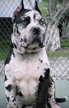 a black and white dog sitting in front of a chain link fence