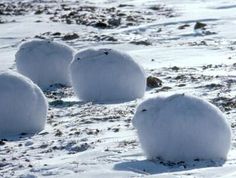 snow balls sitting in the middle of a snowy field