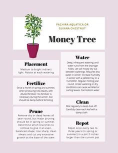 the money tree is an excellent way to make money