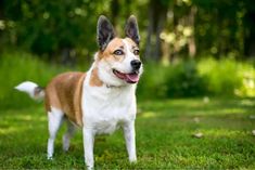 a brown and white dog standing on top of a lush green field with trees in the background