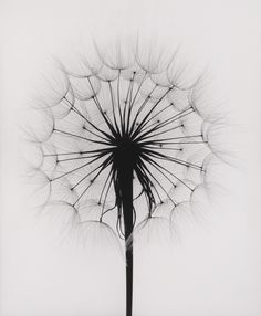 a black and white photo of a dandelion