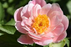 a pink flower with yellow stamen in the middle