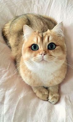 an orange and white cat with blue eyes laying down on a pink bed sheet looking at the camera