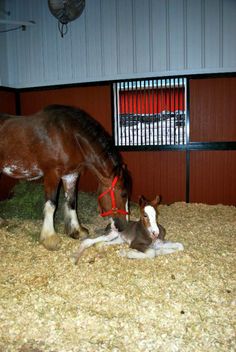 a brown horse standing next to a baby horse on top of a pile of hay