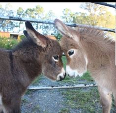 two baby donkeys are standing next to each other in their pen at the zoo