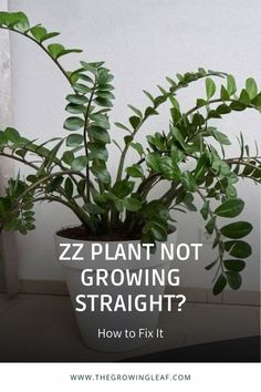 a potted plant with the words zz plant not growing straight? how to fix it