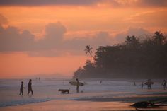 surfers and their dogs are on the beach at sunset with palm trees in the background