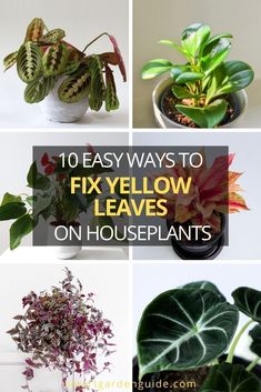 four different types of houseplants with text overlay that reads 10 easy ways to fix yellow leaves on houseplants