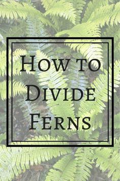 fern leaves with the words how to divide ferns