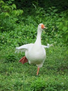 a white goose standing on top of a lush green field