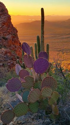 a cactus with purple flowers in the foreground and mountains in the background at sunset