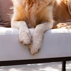 a dog laying on top of a bed with it's paws resting on the edge