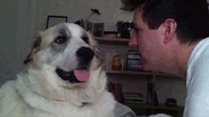 a man is petting his dog in the living room while he looks at it