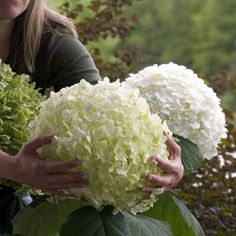 a woman is holding some white flowers in her hands