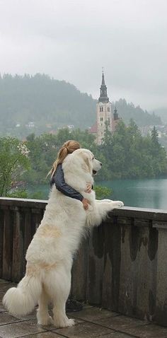 a large white dog standing on its hind legs looking over a wall at the water