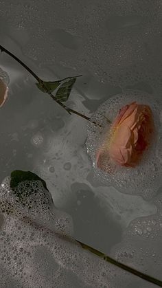 two pink roses floating in water with bubbles