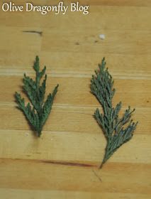 three small green plants sitting on top of a wooden table next to scissors and thread