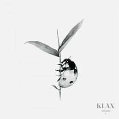 a black and white photo of a bug crawling on a bamboo plant with the caption klax tattoo