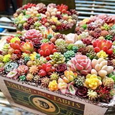 there are many small succulents in the box