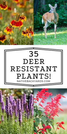 different types of flowers and plants with the words 35 deer resistant plants