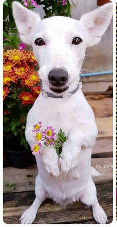 a small white dog with flowers in its mouth sitting next to a potted plant