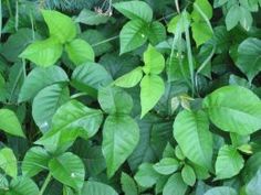 some green leaves are growing on the ground