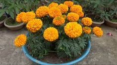 an orange flower in a blue pot on the ground next to other flowers and plants