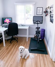 a white dog sitting on top of a hard wood floor next to a computer desk