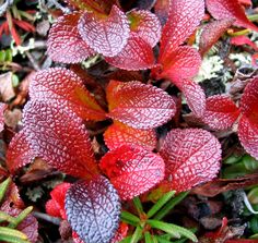 red and purple flowers with green leaves on the ground