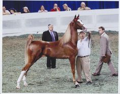 a man is holding the reigns of a horse as it stands in an arena with other people