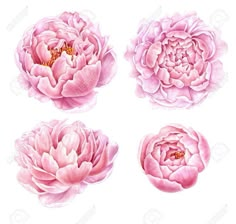 four pink peonies are shown on a white background