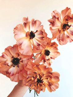 Ranunculus Charlotte in a light orange tone from Japan Ranunculus Aesthetic, Rust Ranunculus, Japanese Ranunculus, Ranunculus Tattoo, Ranunculus Orange, Sag Szn, Orange Ranunculus, Ranunculus Bouquet, Berry Wedding