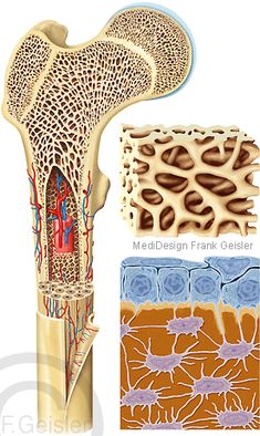 the structure of an animal's bone, including its external structures and their functions