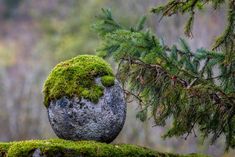 a moss covered rock sitting on top of a tree branch