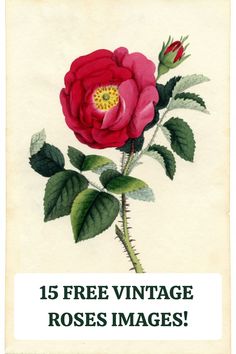 a red rose with green leaves is featured in this vintage postcard for roses images