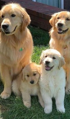 four golden retriever puppies are sitting in the grass and posing for a photo