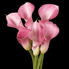 pink calla lilies in a vase on a white background