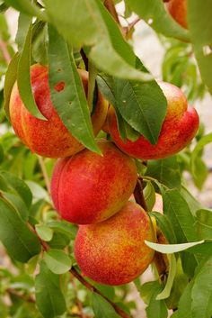 the fruit is growing on the tree and ready to be picked from it's branches