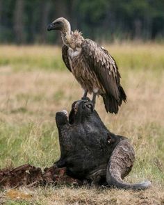 a bird sitting on the back of a hippopotamus in an open field