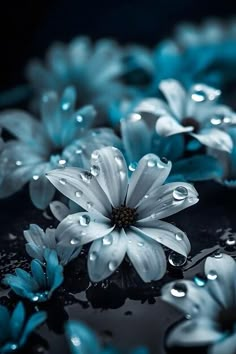 blue and white flowers with water droplets on the petals are floating in the dark water